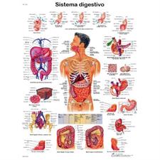POSTER IL SISTEMA DIGESTIVO CM 50X67